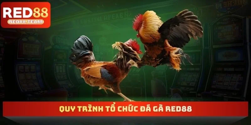 Quy trình tổ chức đá gà RED88
