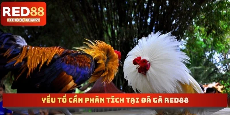 Yếu tố cần phân tích tại đá gà RED88